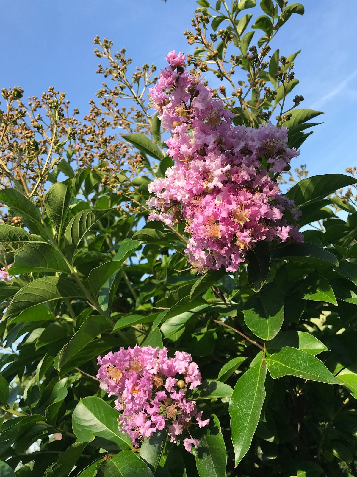 Lagerstroemia bomen en meerstammige bomen en struiken, Tuin en Terras, Ophalen