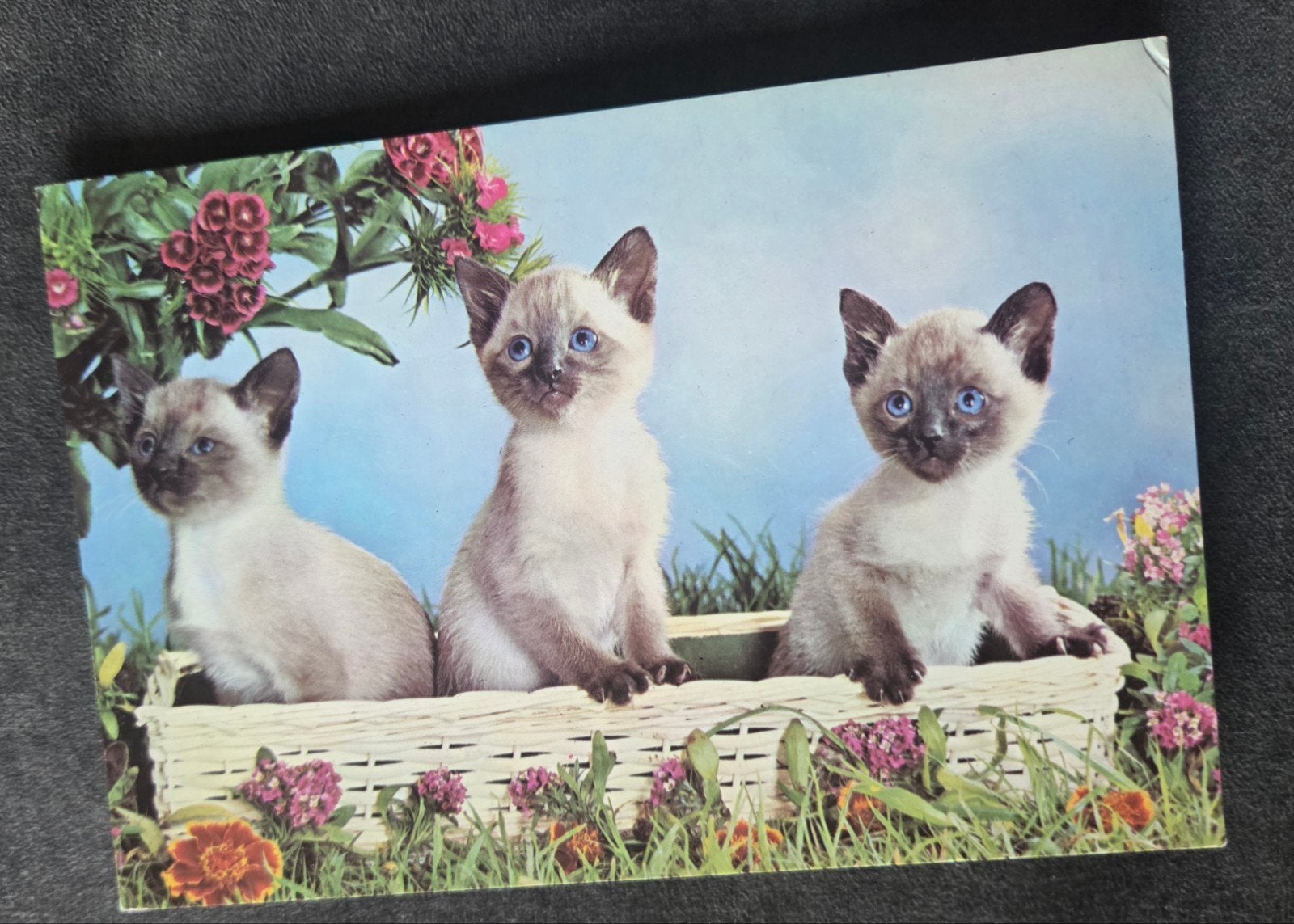 Drie schattige Siamese kittens - ANSICHTKAART, Verzenden, 1980 tot heden, Gelopen, Hond of Kat