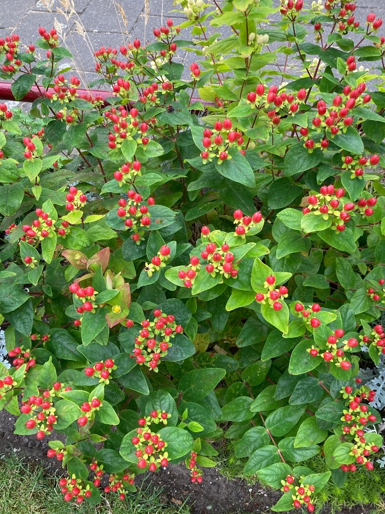 Hypericum / Hertshooi, Ophalen, Vaste plant, Overige soorten, Halfschaduw
