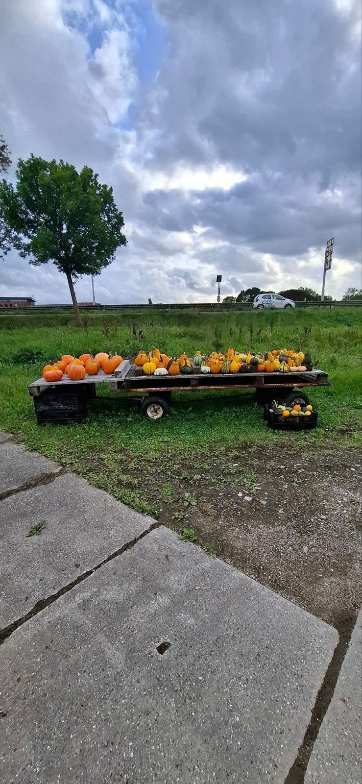 Pompoenen en kalebassen, Tuin en Terras, Ophalen, Overige soorten, Volle zon