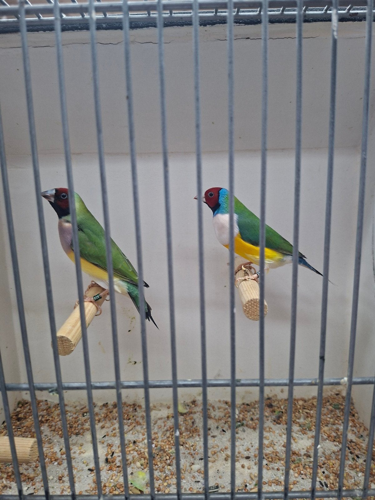 koppel gouldamedine, Dieren en Toebehoren
