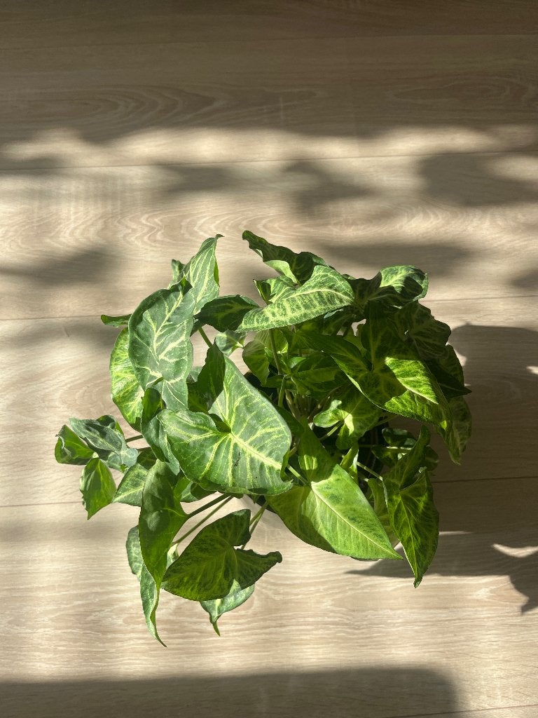 Kamerplant Syngonium, Ophalen, Overige soorten, Halfschaduw, Minder dan 100 cm