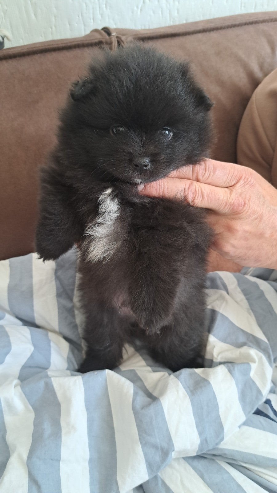  Te koop: Lieve Prachtige Bearface Pomeriaan pup reutje, 8 tot 15 weken, Eén hond, Nederland, Particulier