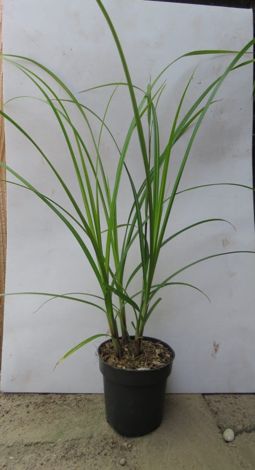 Carex Grayi. speciaal siergras P9 planten., Vaste plant, Siergrassen, Ophalen of Verzenden, Halfschaduw