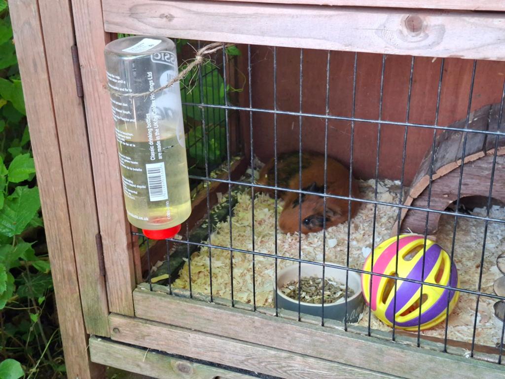 Cavia beer op zoek naar maatje, Oktober, Mannelijk, Cavia