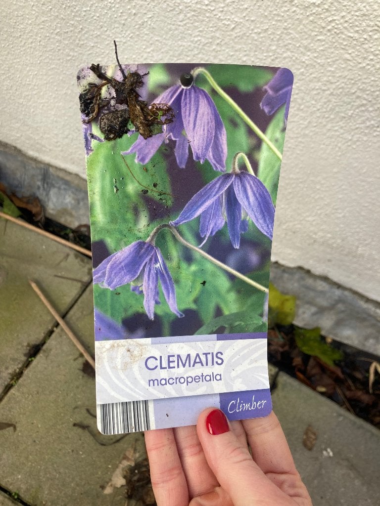 Clematis opklimplant, Ophalen, Vaste plant, Klimplanten, Volledige schaduw