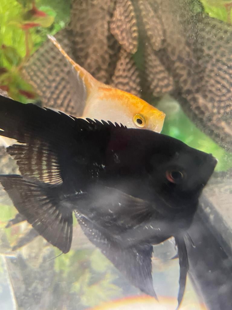 Maanvisen te koop, Dieren en Toebehoren, Vissen | Aquariumvissen, Vis