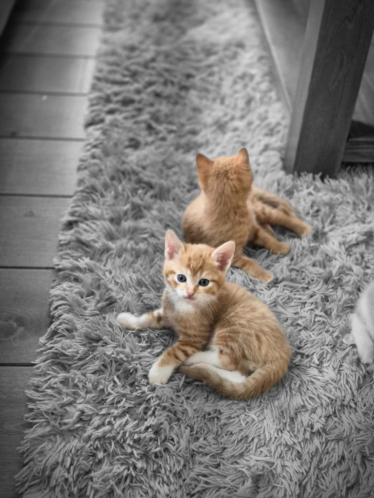 Rode kater, Kater