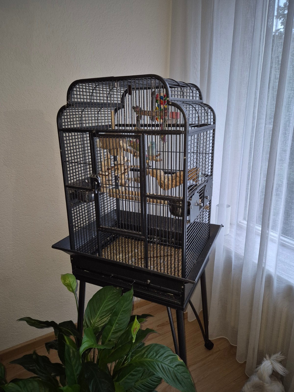 Forpus vrouw met kooi, Vrouwelijk, Tropenvogel