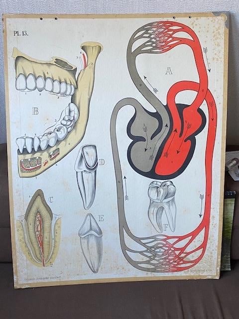Medische wandplaten oa Bloedsomloop, gebit, hoofd, Ophalen of Verzenden, Natuur en Biologie