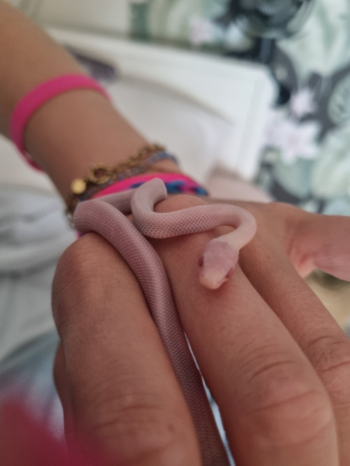 14 jonge rattenslangen te koop – diverse kleuren Rat Snake photo 4