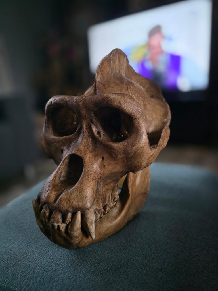 Gorilla schedel taxidermie opgezette dieren aap uniek, Ophalen of Verzenden, Nieuw, Wild dier, Schedel