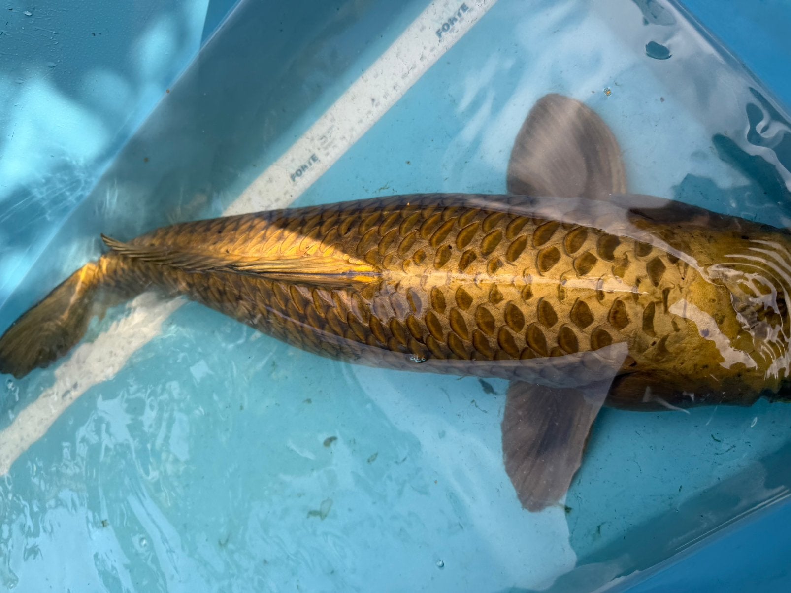 Kin Ki Matsuba koi, Karper of Koi