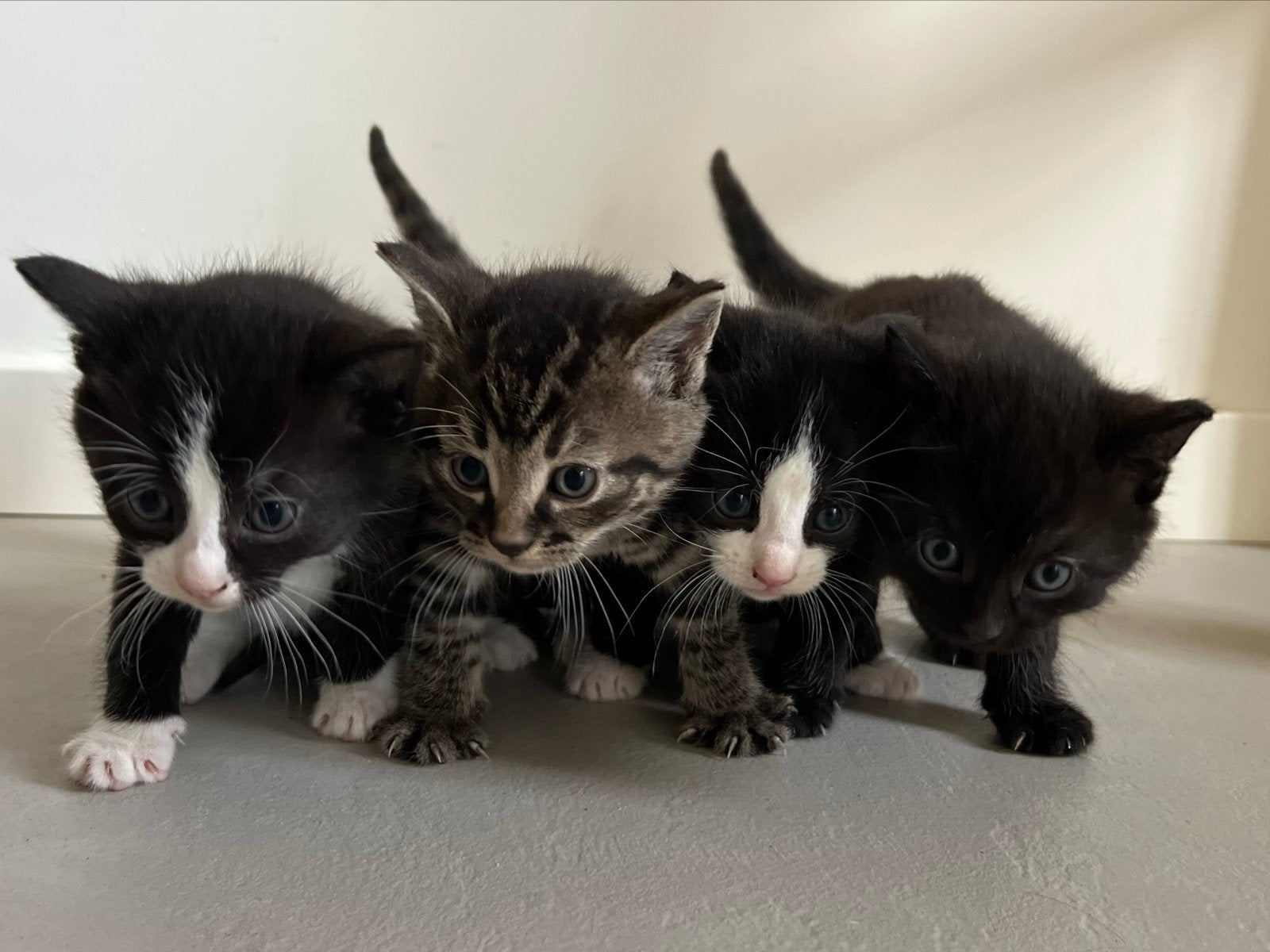 Lieve kittens