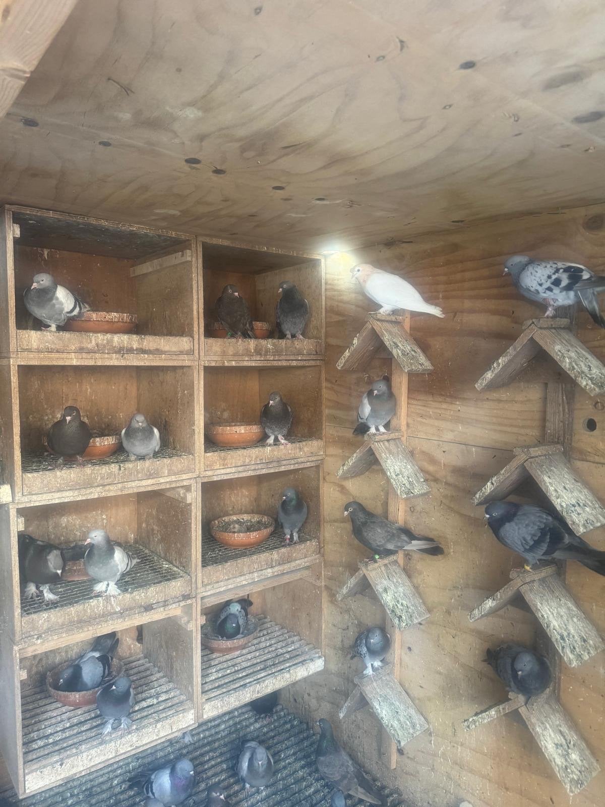 Takla's duiven, Dieren en Toebehoren, Vogels | Duiven, Meerdere dieren, Overige soorten
