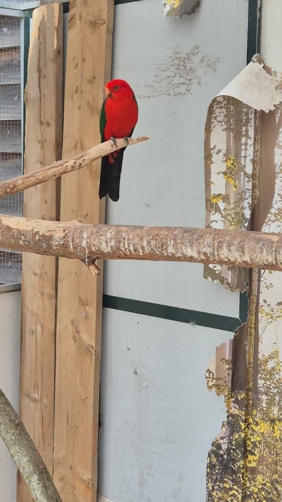 Koningsparkiet man, Dieren en Toebehoren, Mannelijk, Parkiet