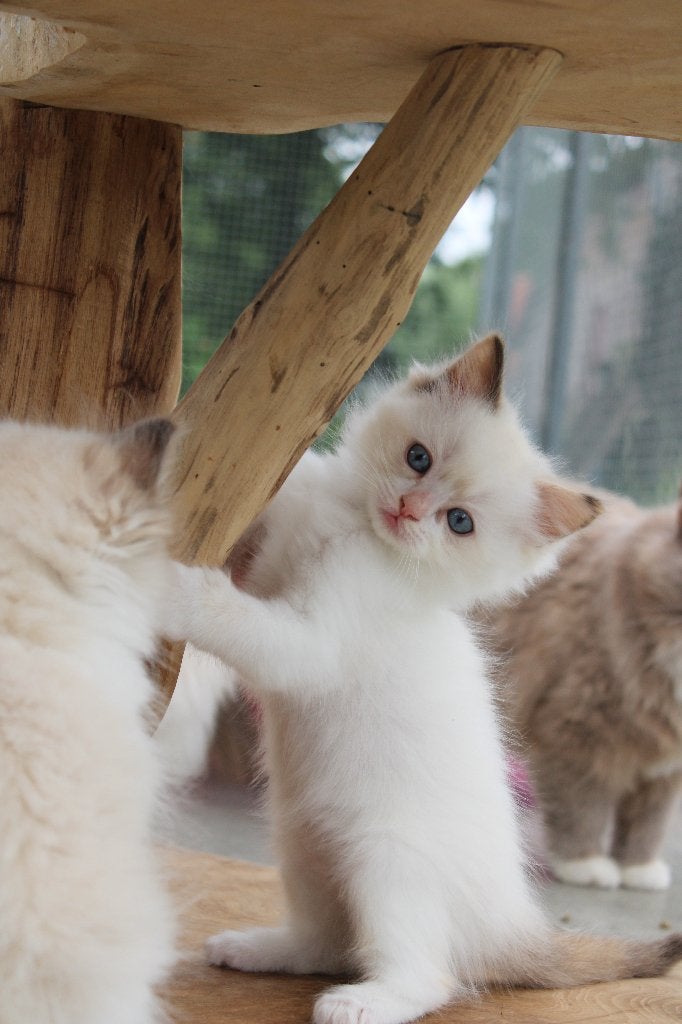 🌈🌈 100% ragdoll kitten poesje 😻, Dieren en Toebehoren, Katten en Kittens | Raskatten | Langhaar, Meerdere dieren, Ontwormd