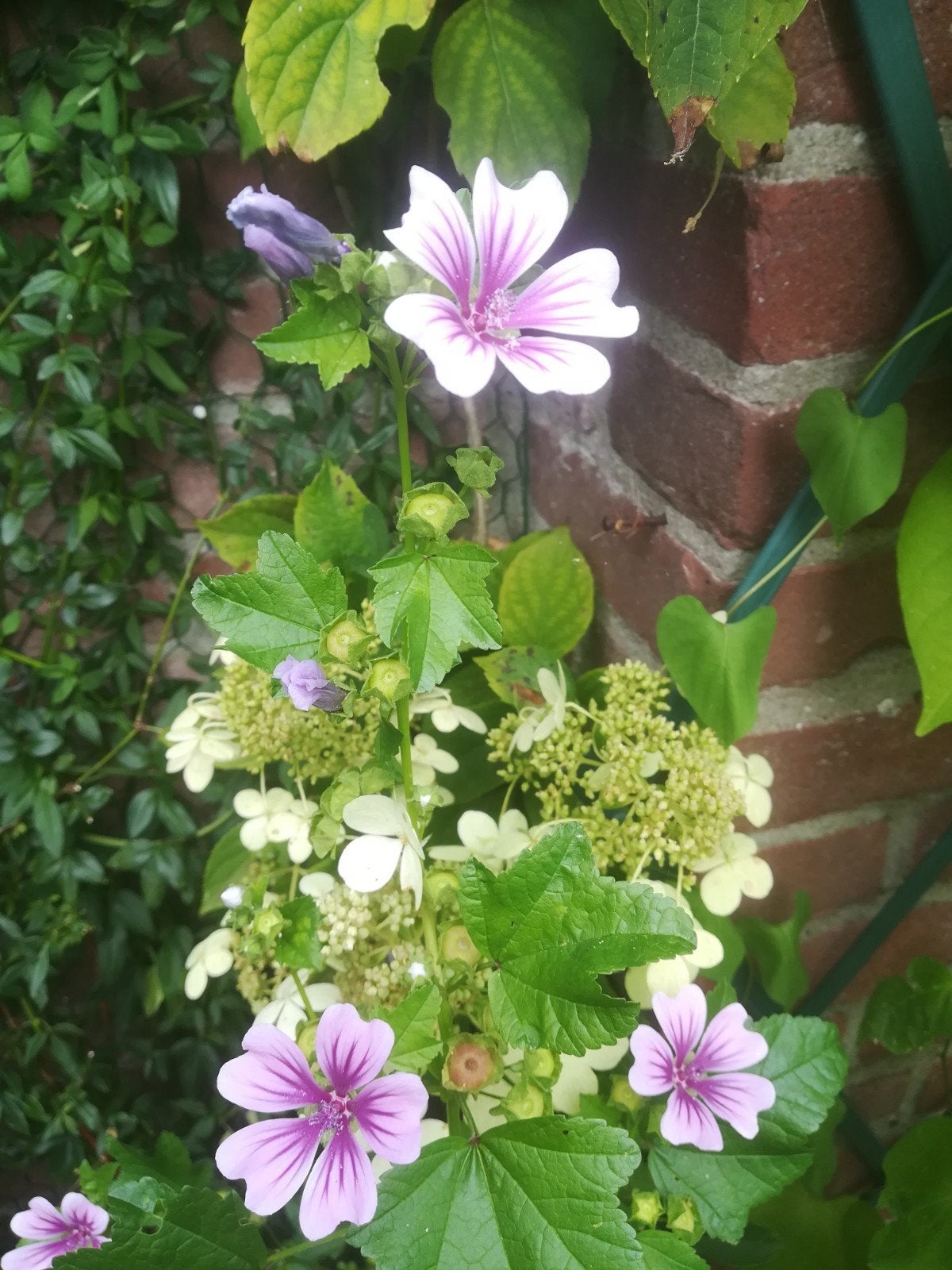 Kaasjeskruid zaden, Malva sylvestris, Tuin en Terras, Verzenden, Volle zon