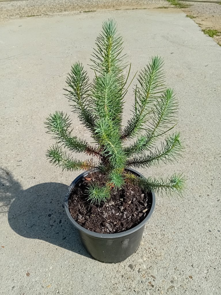 Pinus Pinea, Volle zon, Zomer, 400 cm of meer, Overige soorten