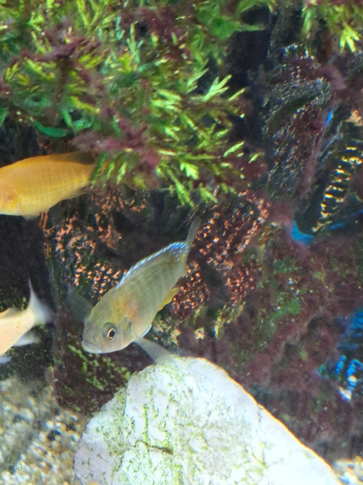 Diverse chiclide te koop a 2 euro per stuk, Vis