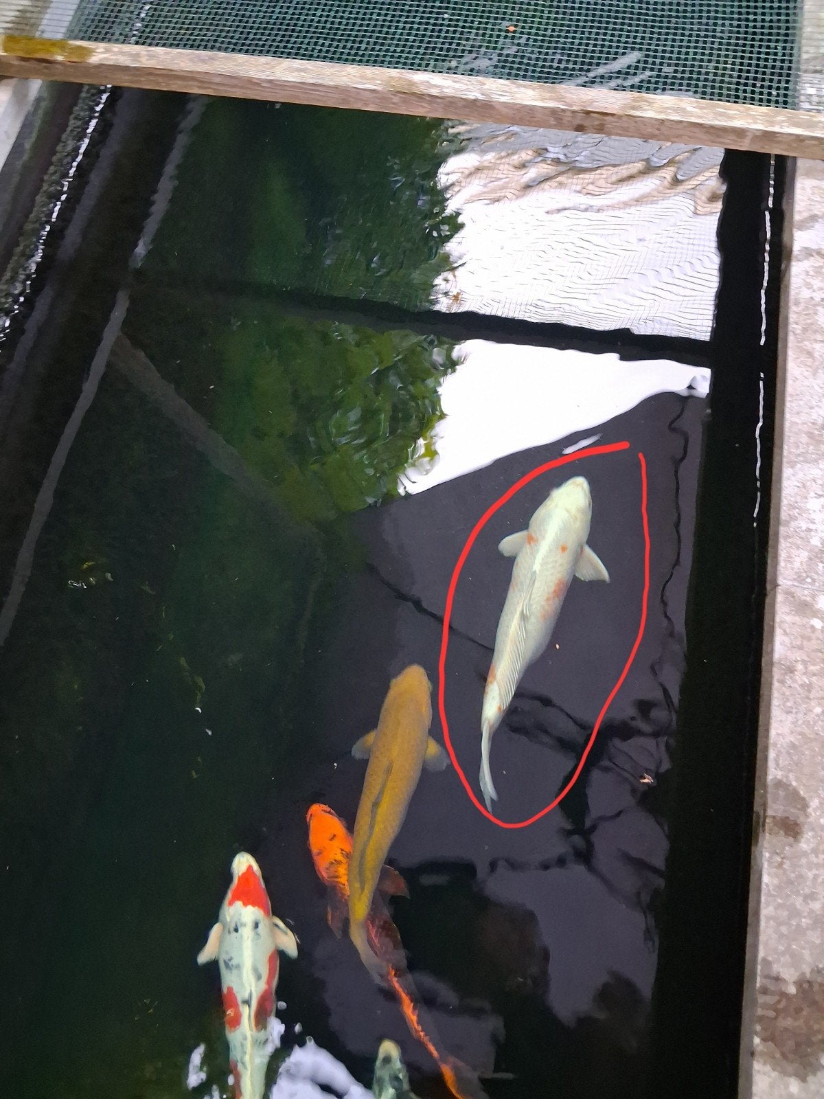 Hele mooie Hariwake koikarper 60, Dieren en Toebehoren, Karper of Koi