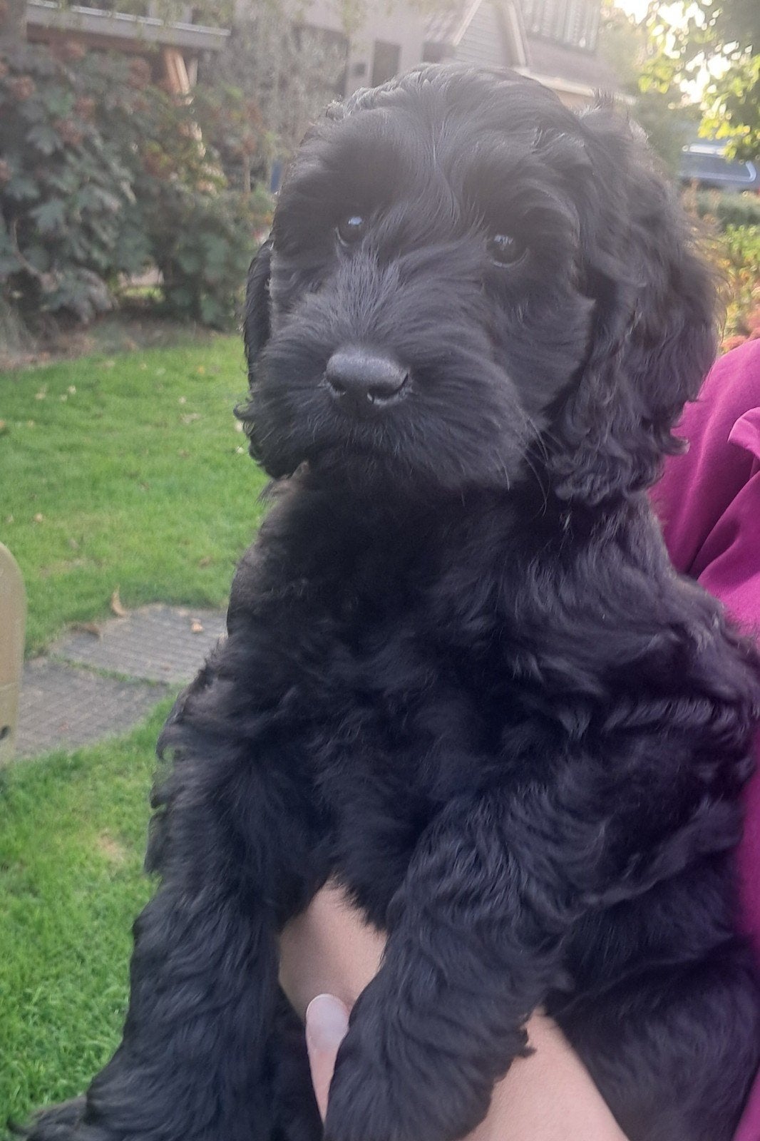 Nog 1 Australian Labradoodle alf1 pup, Dieren en Toebehoren, Overige rassen, 8 tot 15 weken, Meerdere, Meerdere dieren
