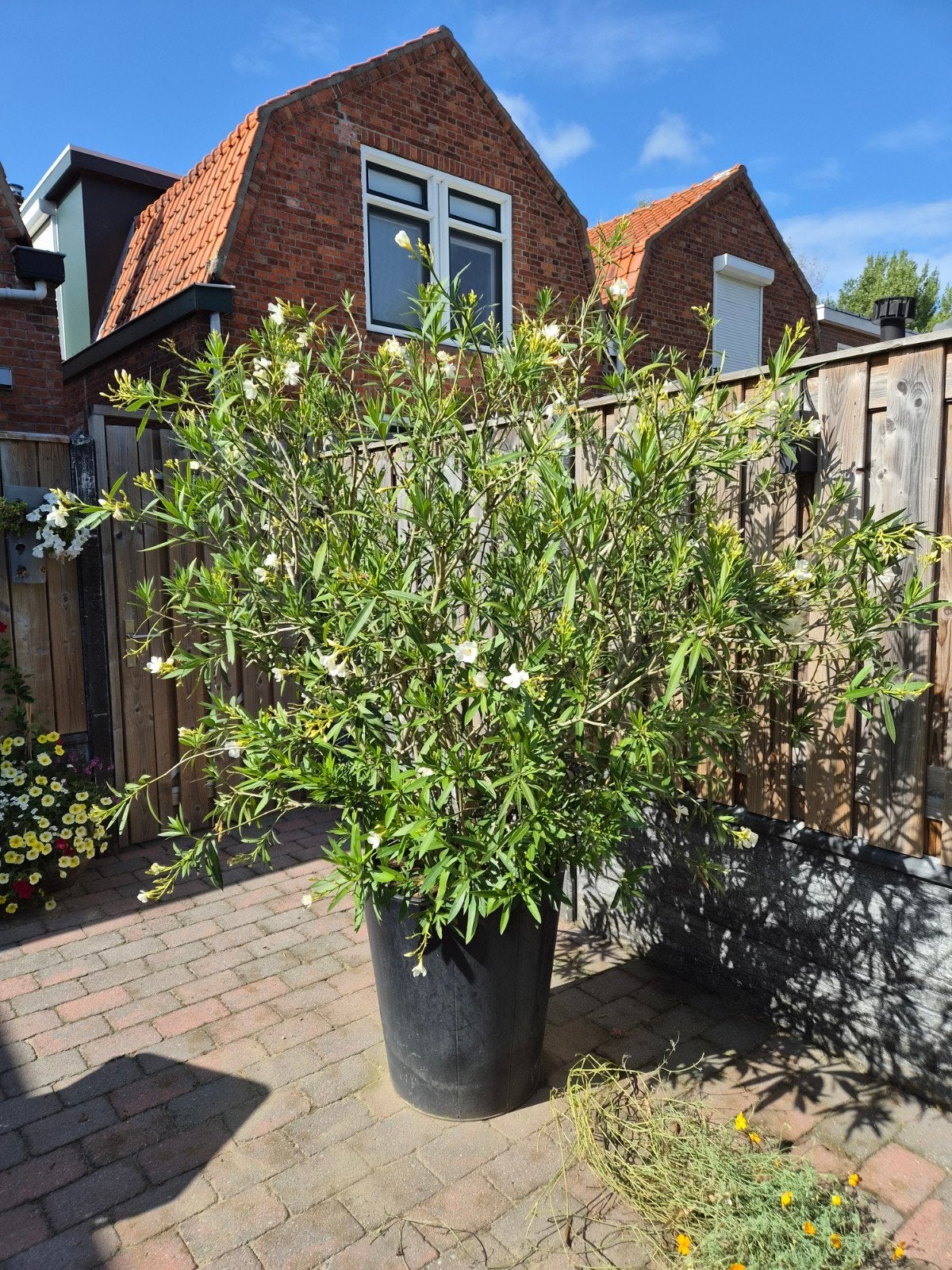 Witte Oleander in Grote Metalen Pot, Ophalen, Overige soorten, Volle zon