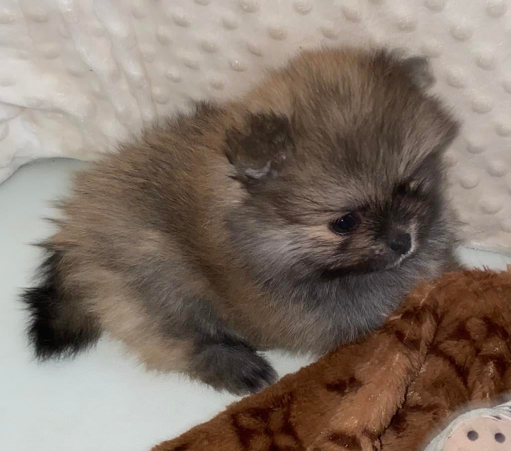 Pomeriaan pup, Parvo, 8 tot 15 weken, Eén hond, Nederland