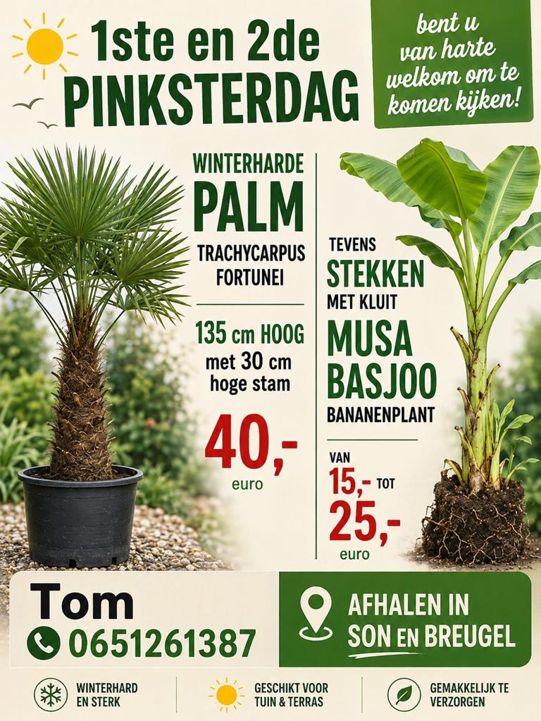 Bananenplanten musa basjoo en palmen, Tuin en Terras, Planten | Bomen, 100 tot 250 cm, Zomer, Palmboom, Ophalen