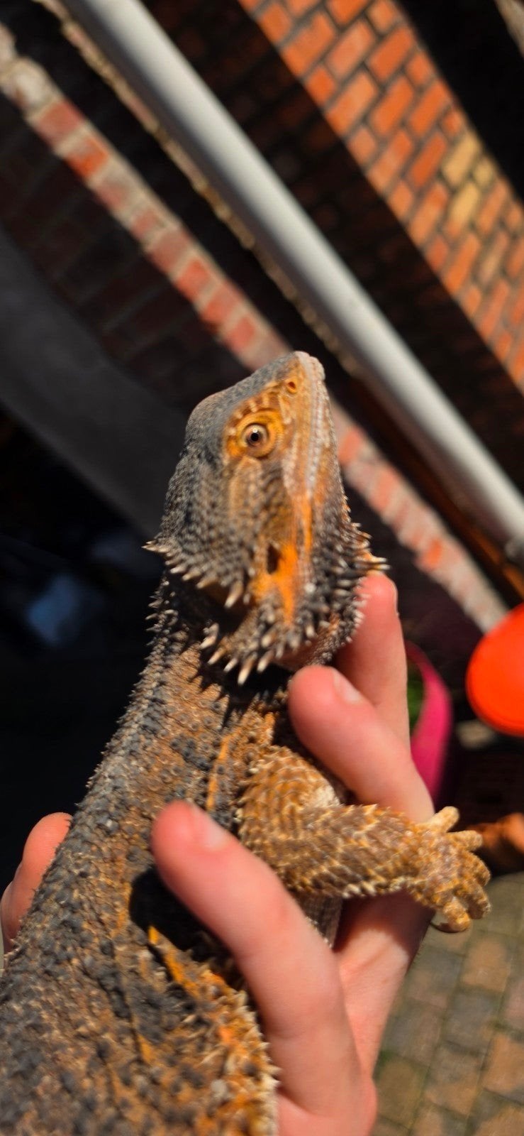 baardagaam vrouw Bearded Dragon photo 3