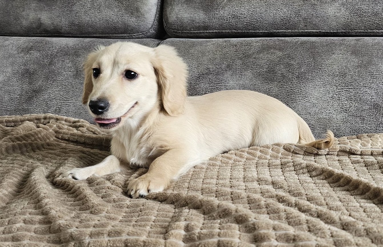 Dekreutje Kaninchen lang harige teckel ,crème kleur, Dieren en Toebehoren, Honden | Teckels en Dashonden, Kaninchen, Fokker | Hobbymatig