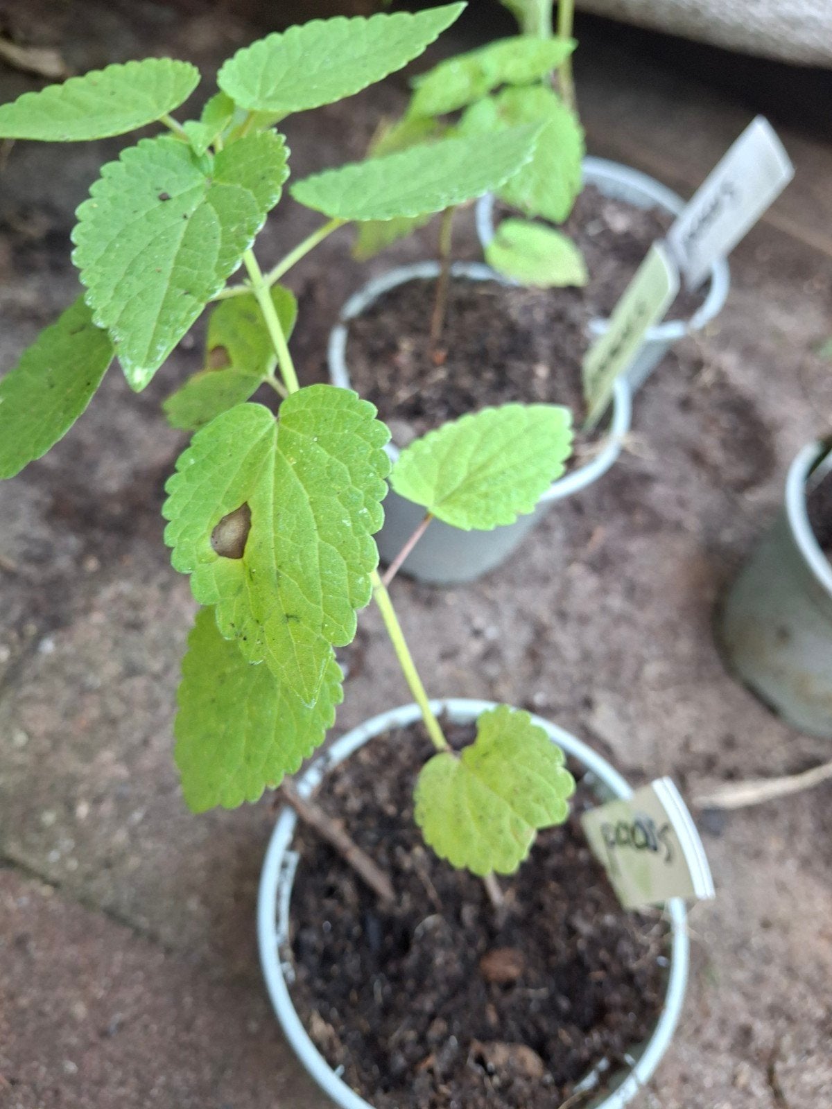 Dropplant paars, Ophalen of Verzenden, Minder dan 100 cm, Overige soorten, Zomer