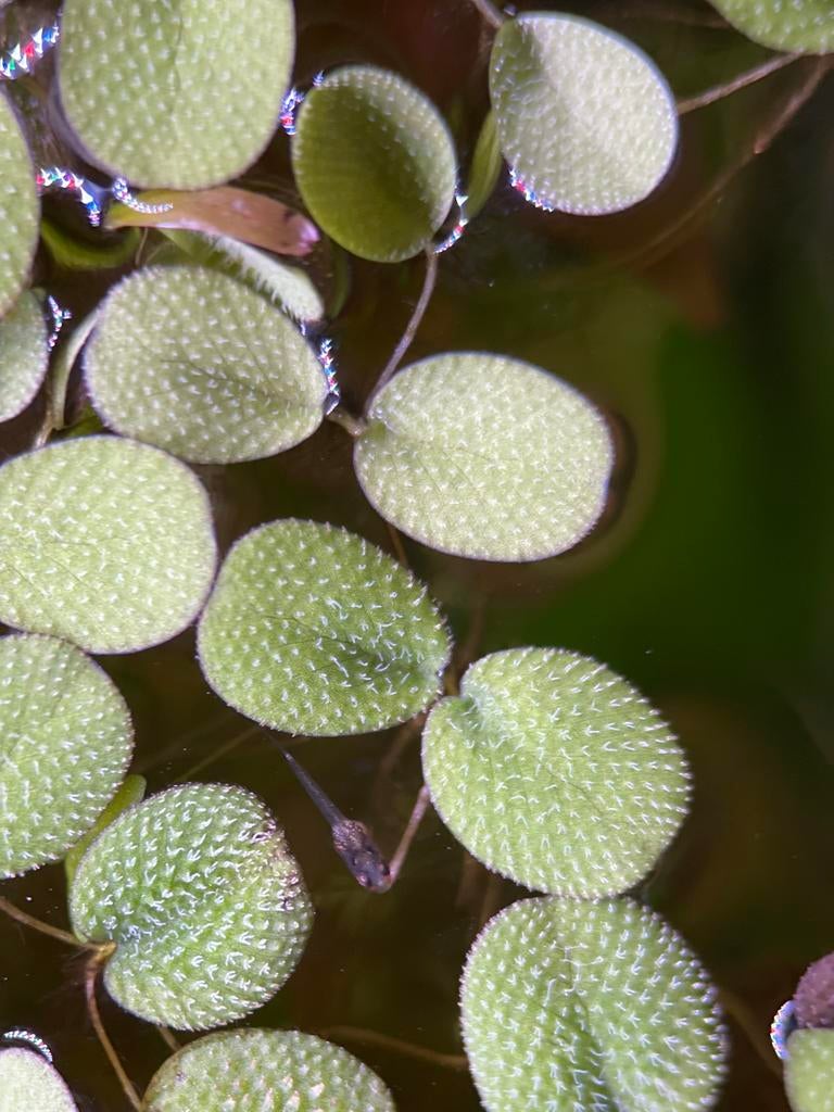 Salvinia minima drijfplant, Ophalen of Verzenden, Zo goed als nieuw, Plant(en), Steen of Hout