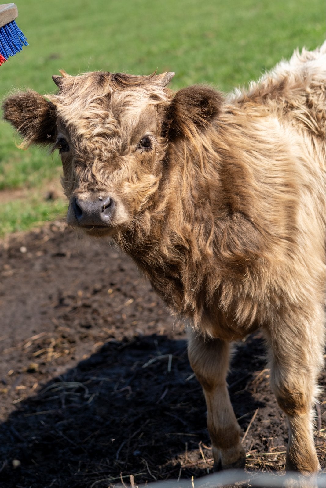 Mini schotse hooglander stier, Dieren en Toebehoren, Mannelijk