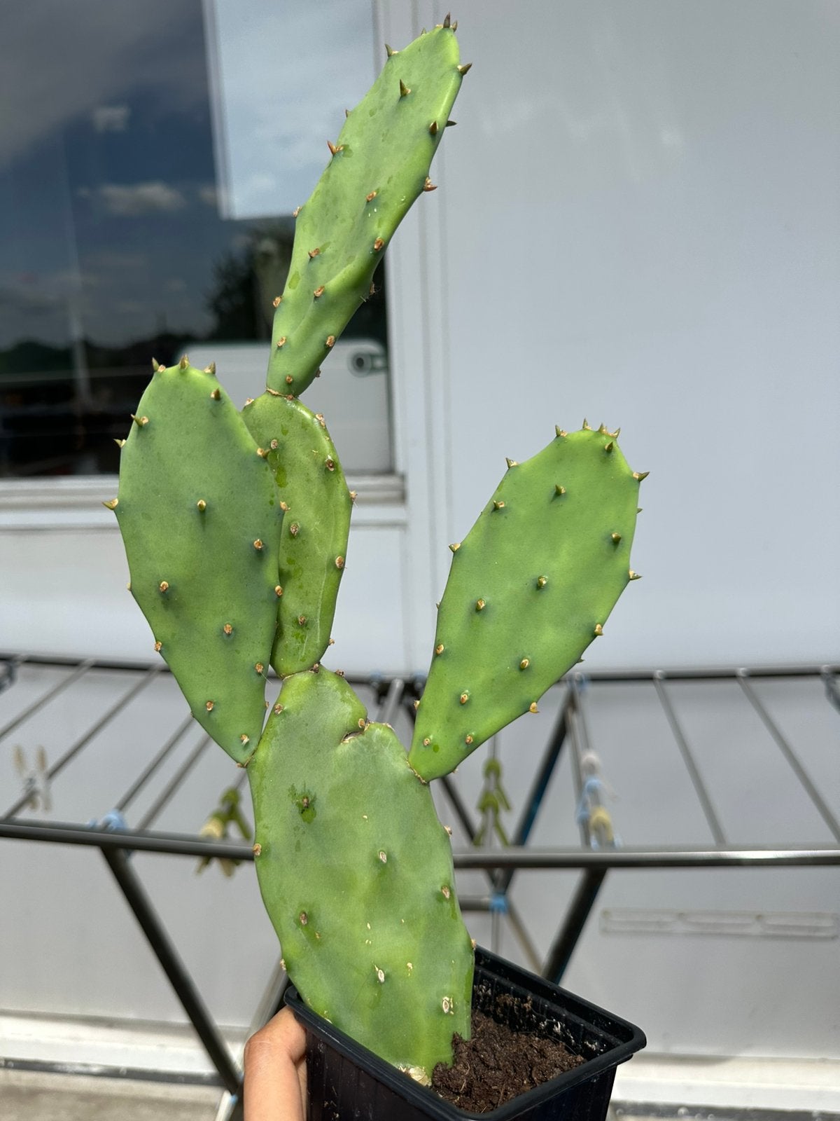 Cactus kamerplant, Tuin en Terras, Planten | Tuinplanten, Ophalen, Overige soorten, Volle zon