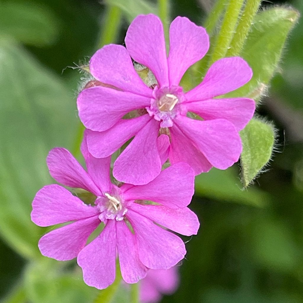 Zaden dagkoekoeksbloem (Silene dioica) - inheems, biologisch, Ophalen of Verzenden, Najaar, Volle zon, Zaad
