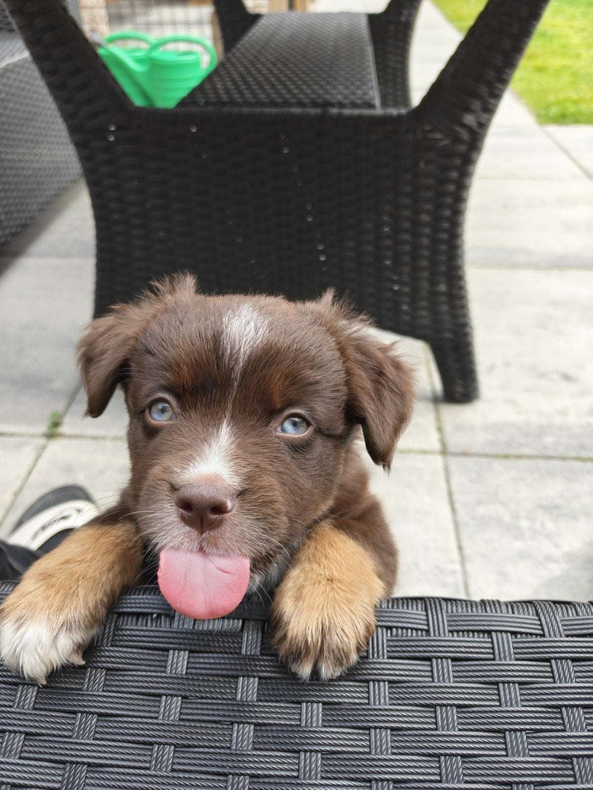 Mini American Shepherd pup (teefje), Dieren en Toebehoren, Honden | Herdershonden en Veedrijvers, Parvo, 8 tot 15 weken, Meerdere