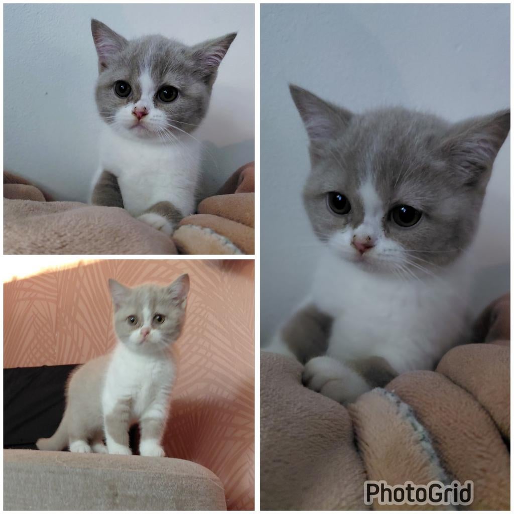 Prachtig Brits Korthaar poesje met stamboom., Dieren en Toebehoren, Katten en Kittens | Raskatten | Korthaar, Meerdere dieren