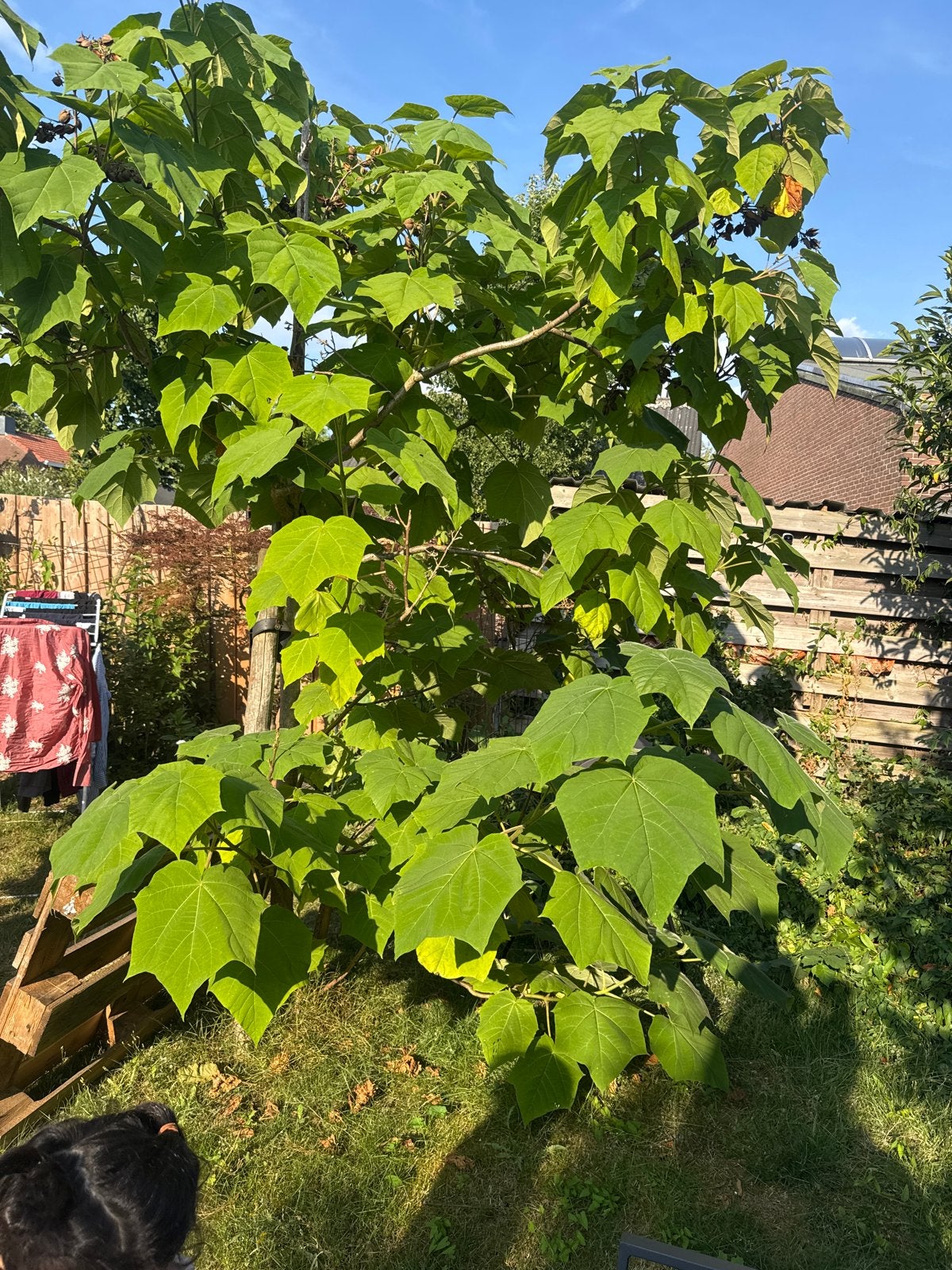 Grote Paulownia boom - snelgroeiend en schaduwrijk, Bloeit niet, Overige soorten, 250 tot 400 cm, Ophalen