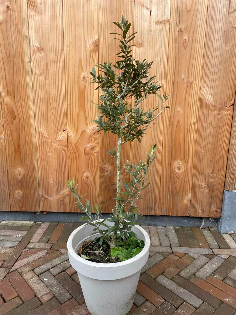 Olijfboompje in pot, Tuin en Terras, Ophalen, Volle zon, Vaste plant, Bloeit niet
