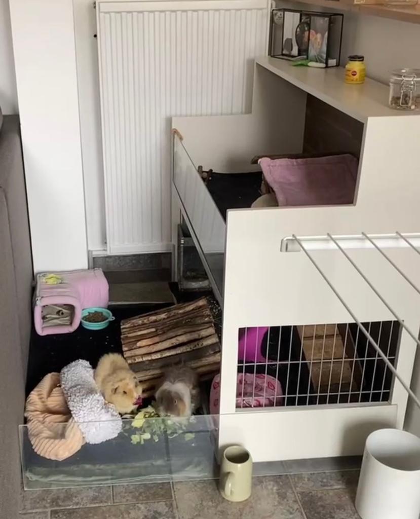 Caviaflat / caviahok wit in nette staat (met toebehoren), Ophalen, Zo goed als nieuw, 90 cm of meer, Hok