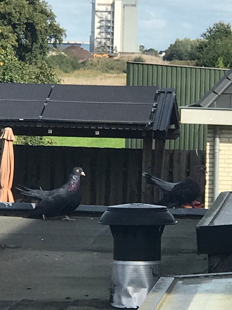 Gekleurd koppel. Blauw man. Gekleurd vrouw, Dieren en Toebehoren, Meerdere dieren, Tuimelaar of Roller