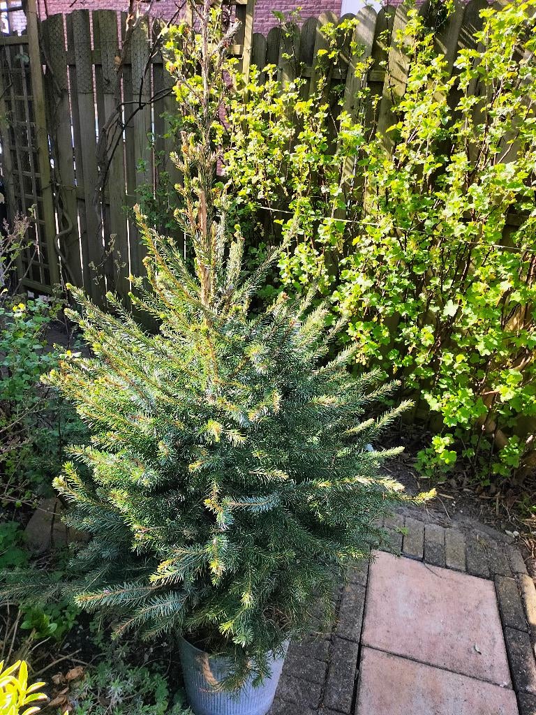 zeer mooie winterharde kerstboom in pot gaat enorm goed, Tuin en Terras, Planten | Tuinplanten, Ophalen, Overige soorten, Halfschaduw