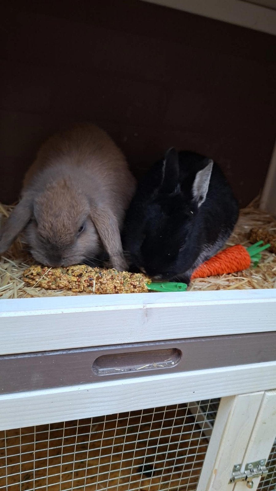 Dwergkonijnen, Dieren en Toebehoren, Konijnen, Meerdere dieren, Dwerg, 0 tot 2 jaar