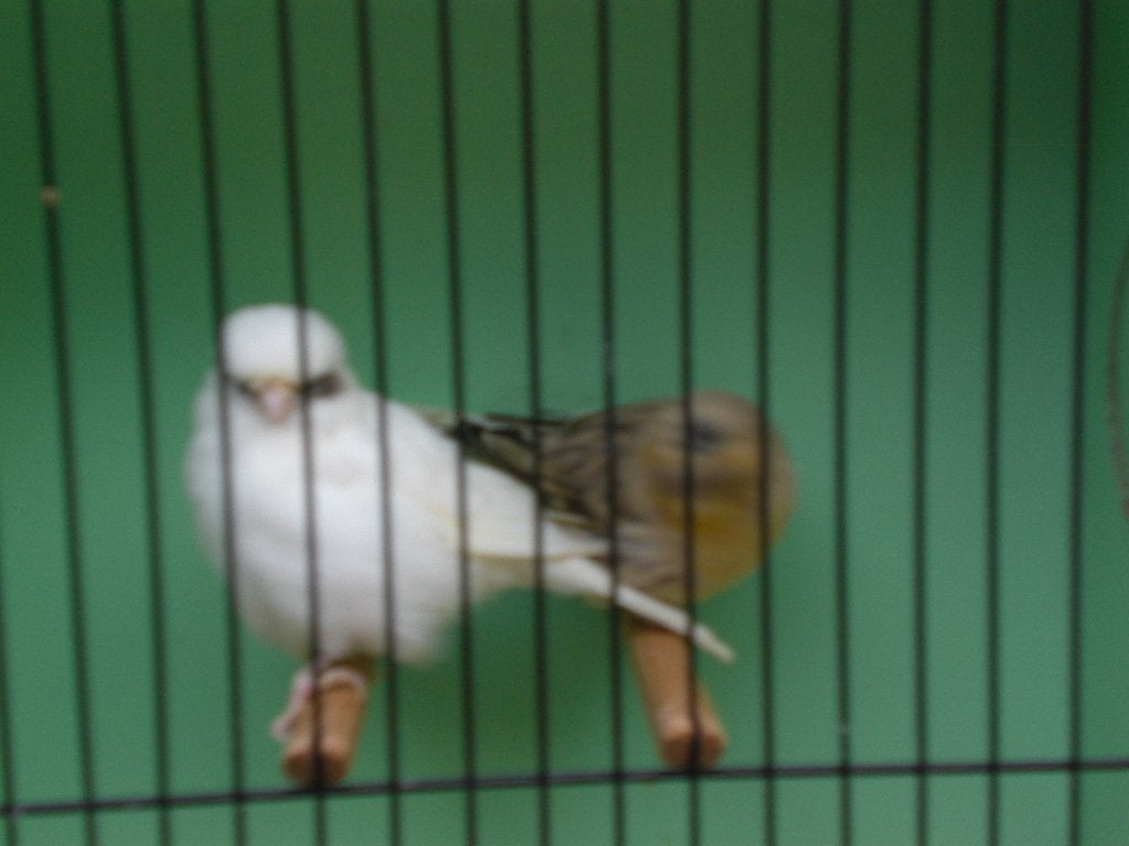 glosters, Dieren en Toebehoren, Meerdere dieren, Postuurkanarie