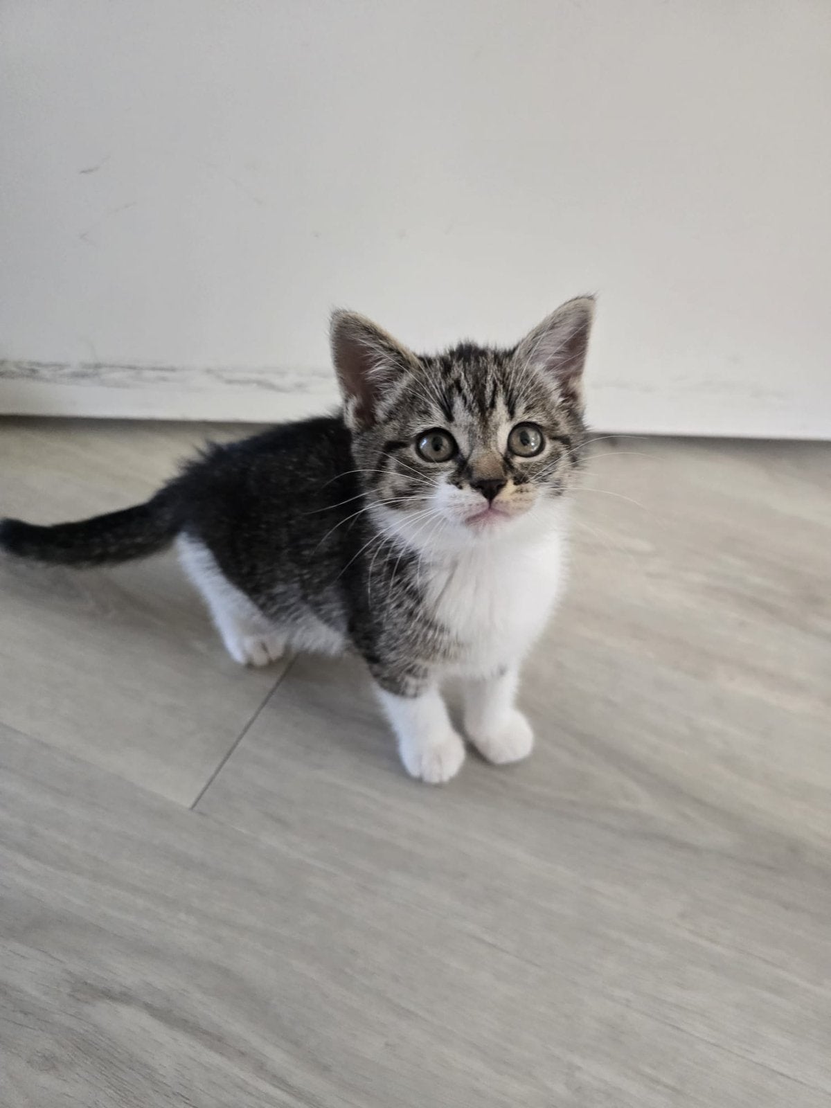 Poesje 1, Poes