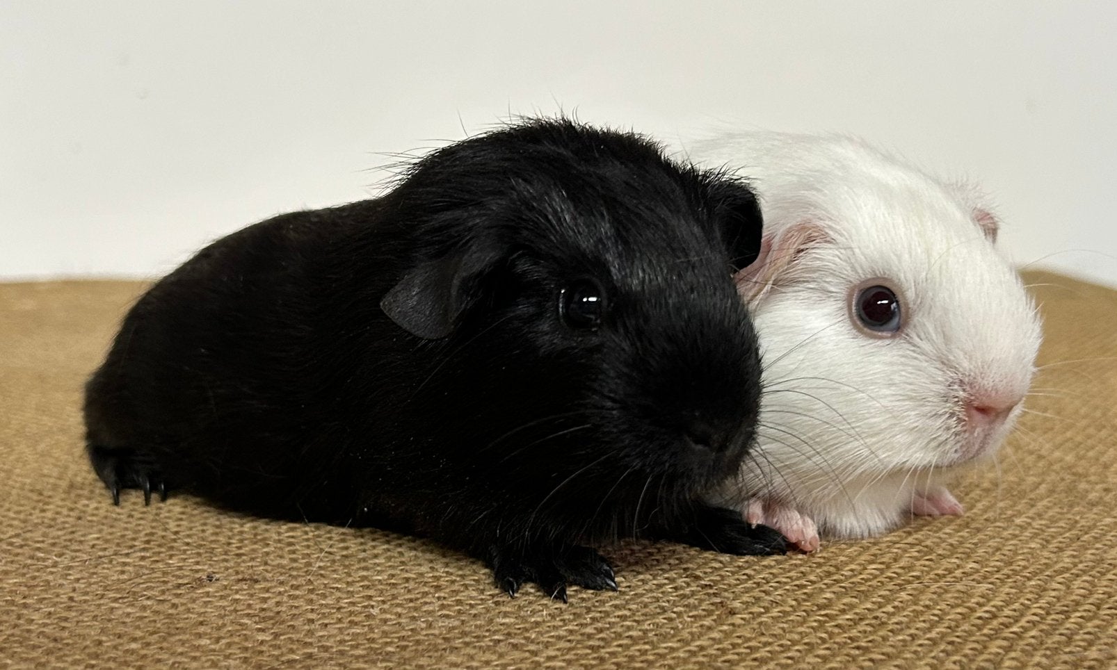 Cavia zeugjes, Dieren en Toebehoren, Knaagdieren, Juli, Vrouwelijk, Cavia