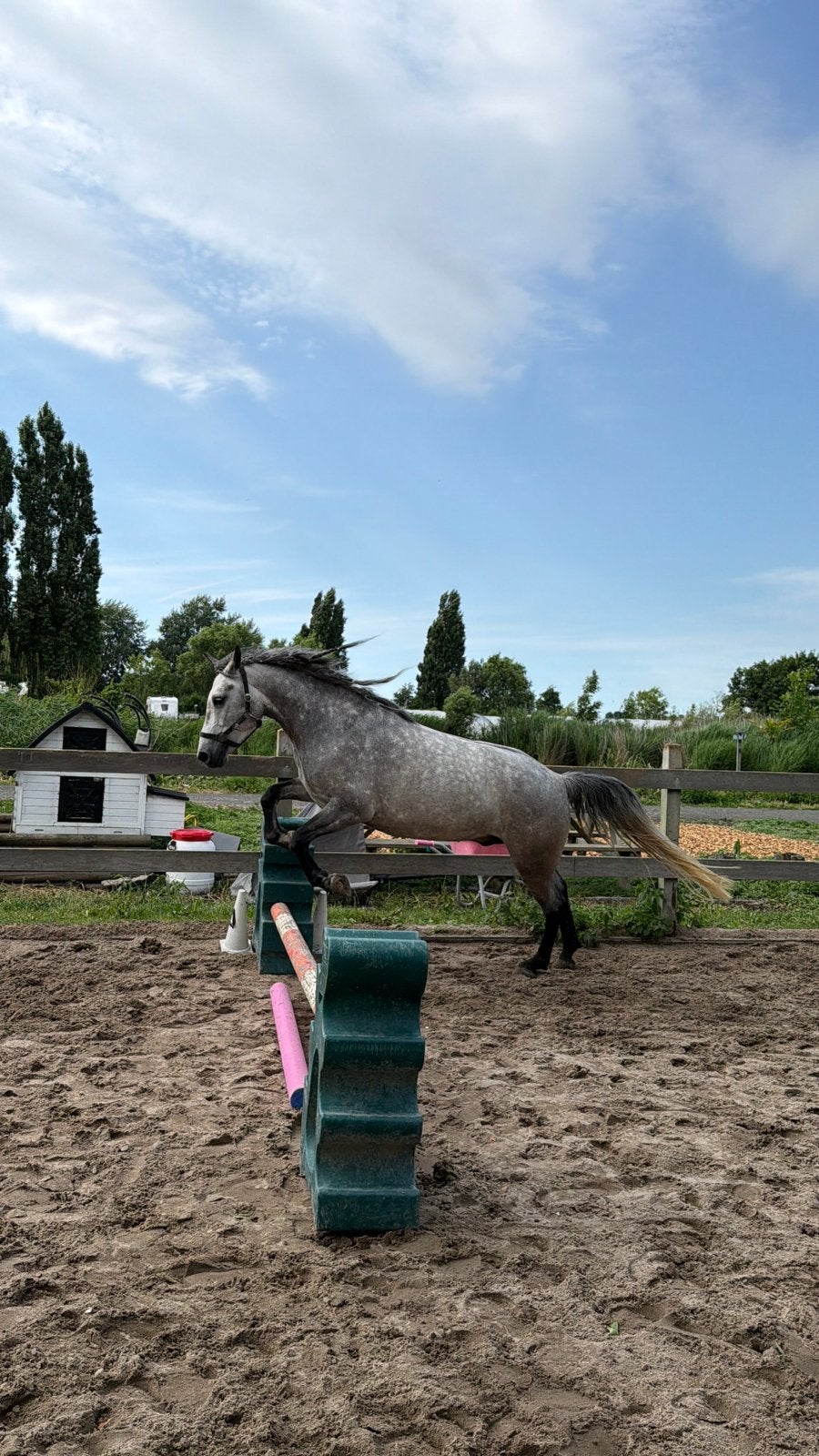 Grof gebouwde E ruin, Ruin, Recreatiepaard