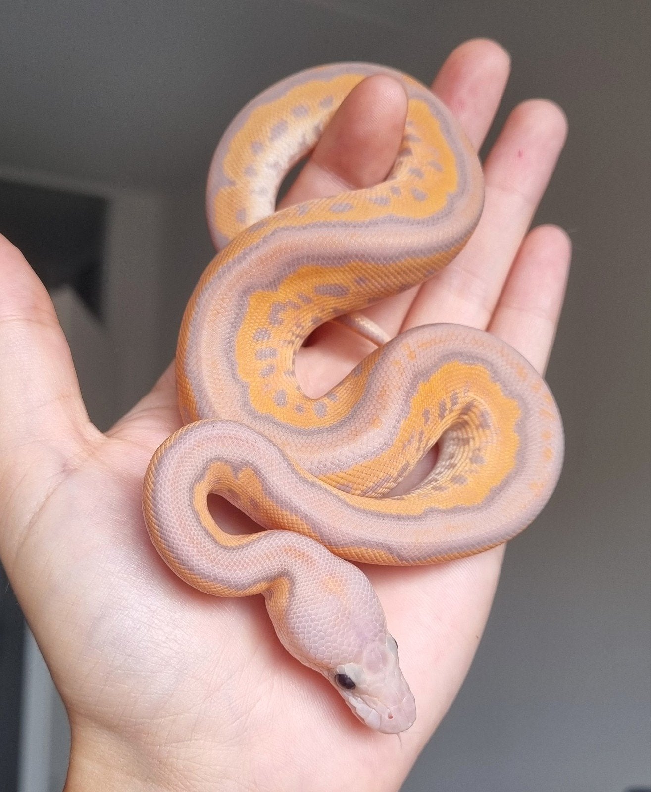 1.0 banana black pastel od spotnose clown koningspython Ball Python photo 2