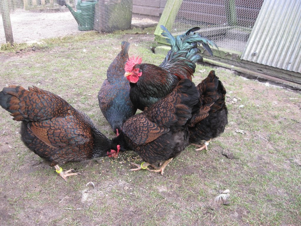 Broedeieren Barnevelder krielkip(dubbel gezoomd)., Dieren en Toebehoren, Pluimvee, Geslacht onbekend, Kip